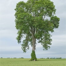 FM Tree