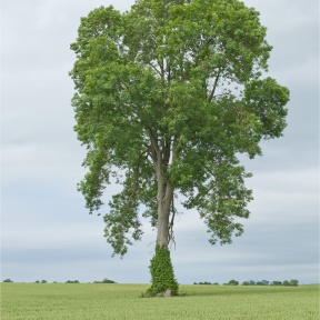 FM Tree