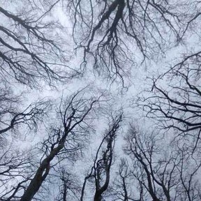 Photograph of treetops