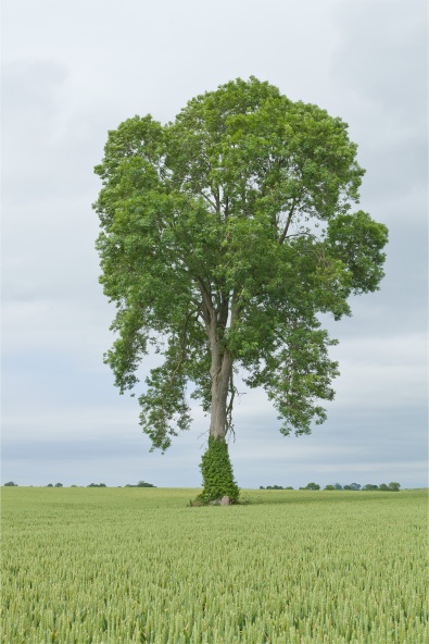 FM Tree